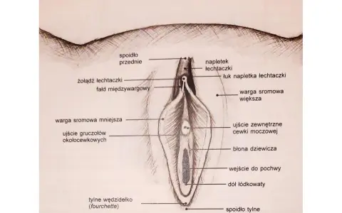 Ilustracja przedstawia budowę łechtaczki i okolic, z zaznaczonym napletkiem, żołędzią i łukiem napletka.