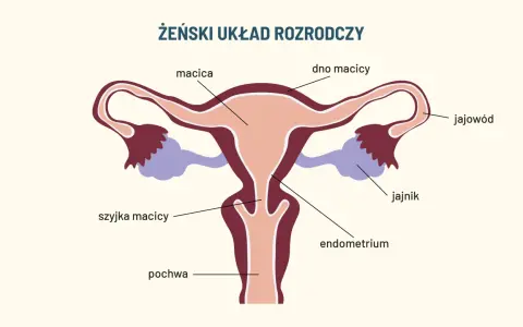 Schemat żeńskiego układu rozrodczego. Widoczna macica, jajowody, jajniki, szyjka macicy, endometrium i pochwa, która pełni kluczową funkcję w rozrodczości.