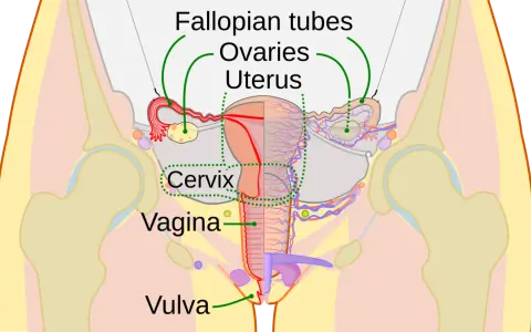 Anatomia kobiecych miejsc intymnych: jajowody, jajniki, macica, szyjka macicy, pochwa i srom.