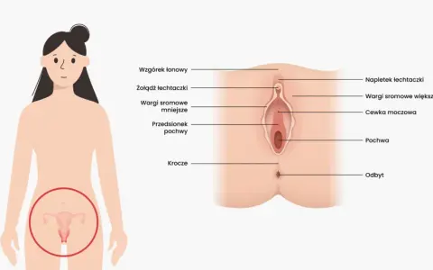 Ilustracja przedstawia budowę pochwy i narządów płciowych kobiety, z zaznaczonymi elementami takimi jak łechtaczka, wargi sromowe, cewka moczowa i pochwa.