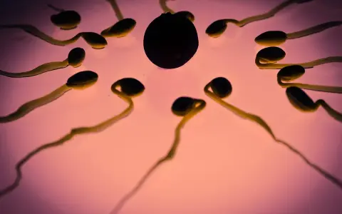 Spermatozoidy zbliżają się do komórki jajowej. Jak smakuje sperma? To pytanie, na które nie ma jednej odpowiedzi, smak jest indywidualny.