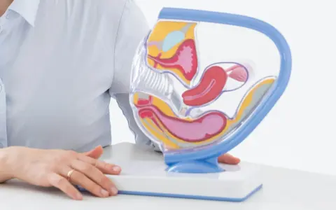 Model anatomiczny narządów rodnych kobiety. Wyjaśnienie, jak tyłozgięcie macicy a współżycie mogą wpływać na komfort i płodność.