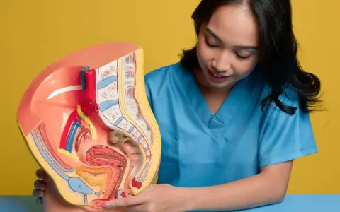 Model anatomiczny narządów rodnych kobiety, z zaznaczonym obszarem, który może być związany z bólem wargi sromowej.