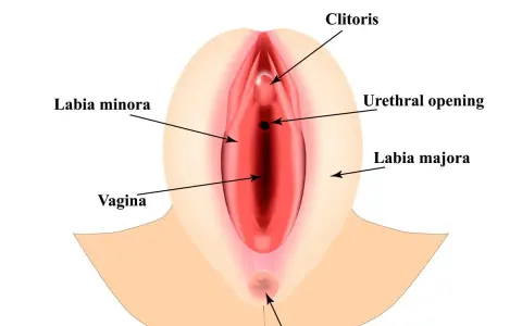 Anatomical illustration of female genitalia, showing clitoris, labia minora, labia majora, vagina, and urethral opening. Wielkie wargi sromowe otaczają delikatne struktury.